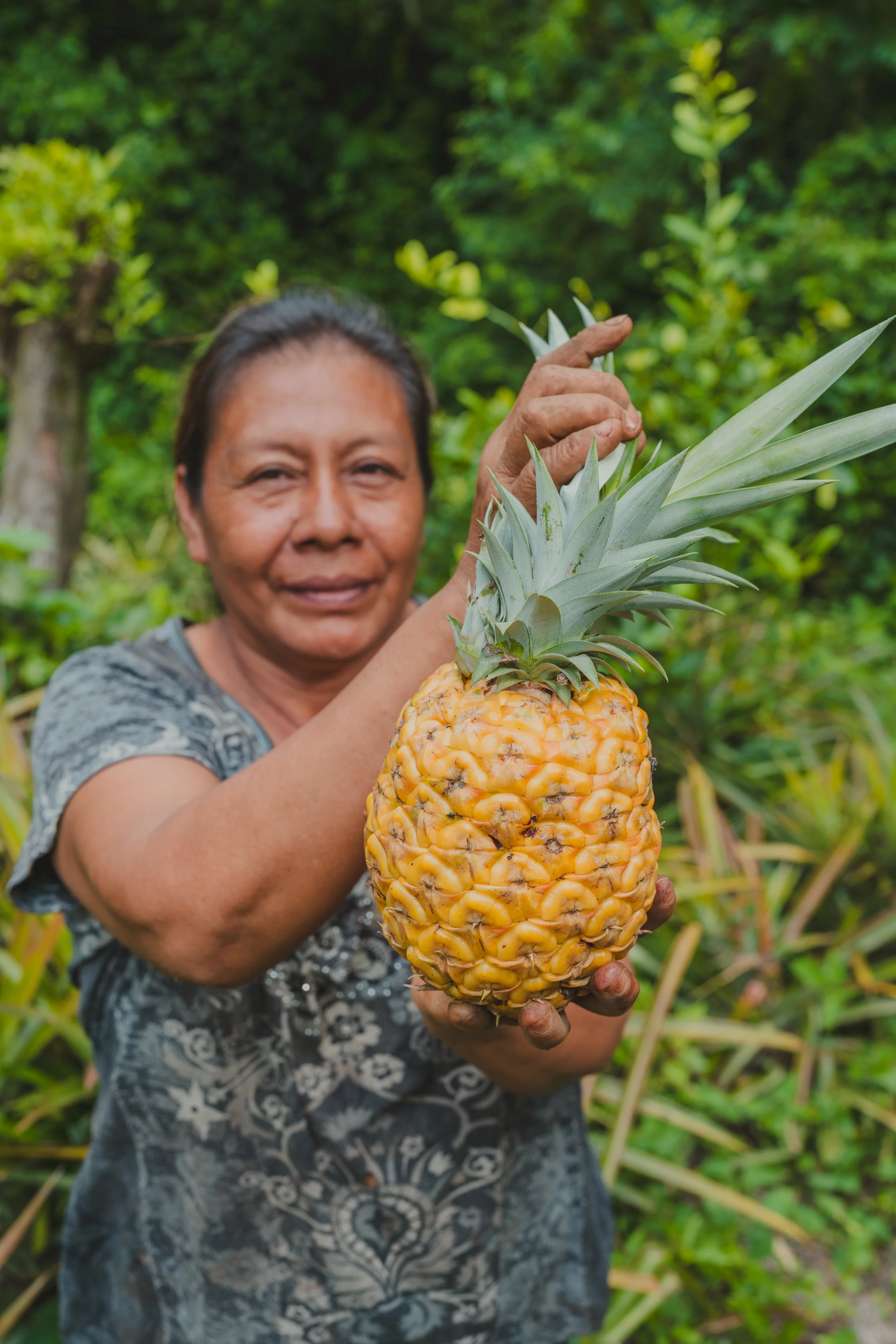 Woman farmer holding pineapple in a field