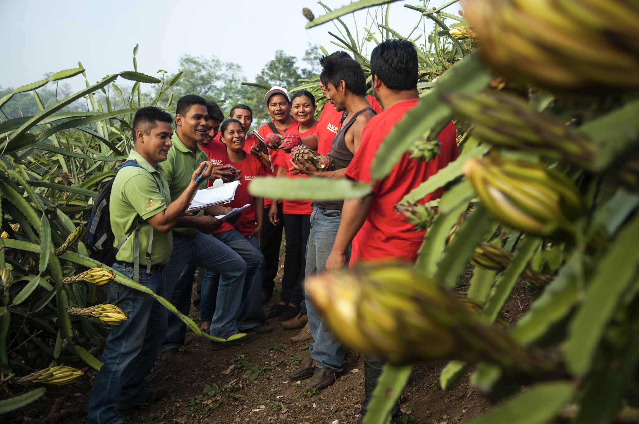 Growers gathered in dragon fruit fields in Guatemala
